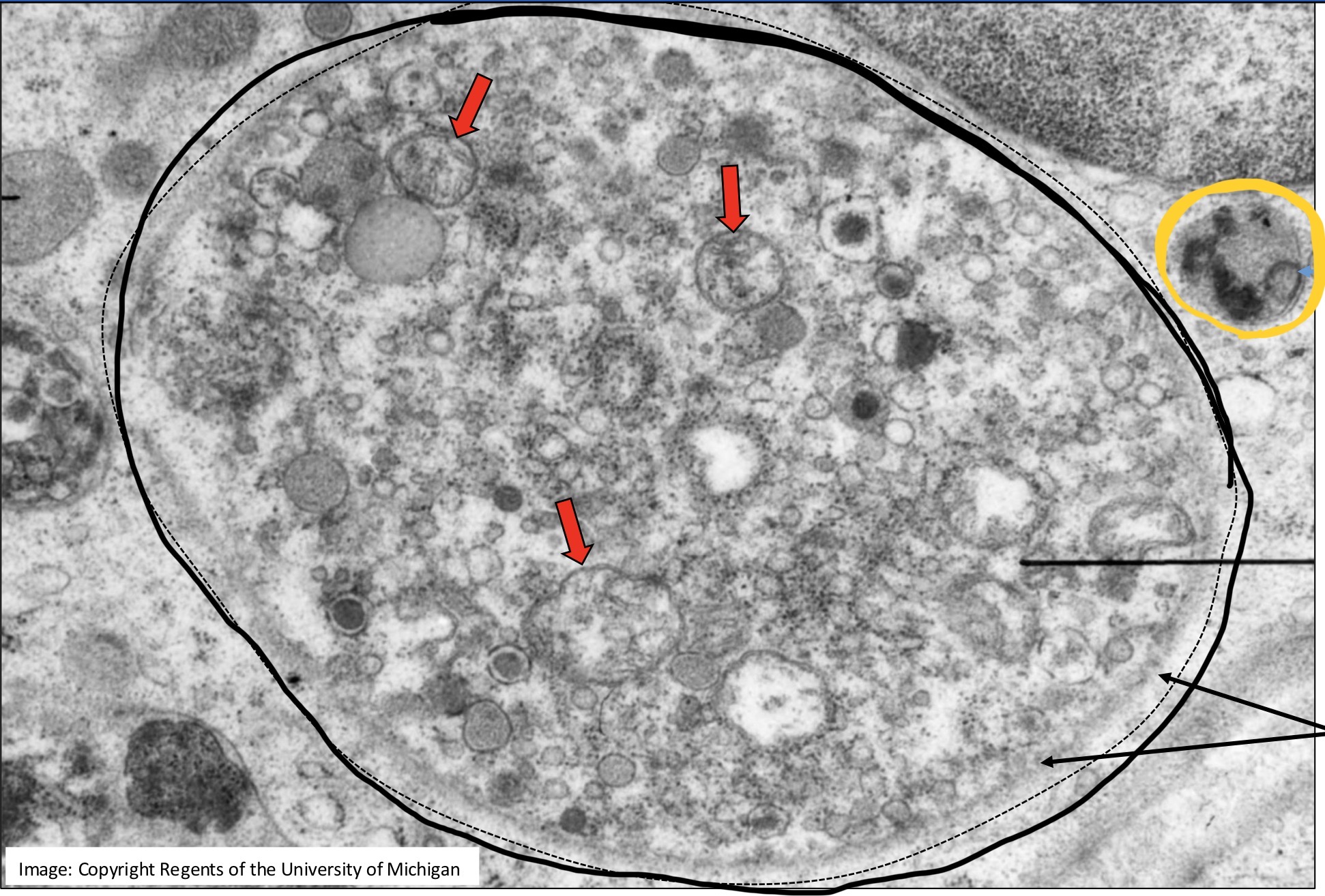 <p>What is in the black circle? </p><p>What are the red arrows? </p><p>What is in the yellow circle? </p>