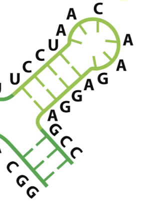 <p>what secondary structure element is this? </p>