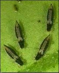 <p>Identify the insect and order</p>