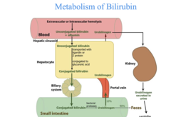 <p>the breakdown of red blood cells in the liver.</p>