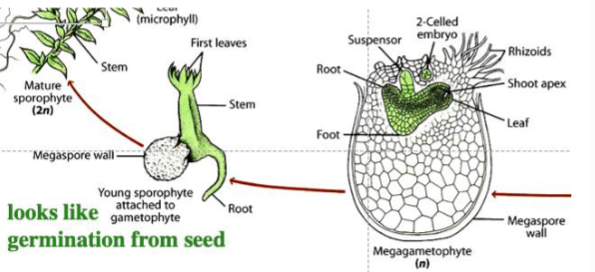 <p>shows the strongest reduction of the GP generation among SLVPs</p>