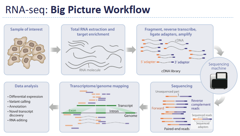 <ol><li><p>RNA isolation - High-quality RNA is critical</p></li></ol><ul><li><p>Avoid degradation (RNases!)</p></li><li><p>Quality check: Integrity + Purity</p></li></ul><ol start="2"><li><p>mRNA enrichment - 2 methods</p></li></ol><ul><li><p><strong>Poly-A selection</strong> - Captures mRNA via poly-A tail</p></li><li><p><strong>rRNA depletion</strong> - Removes abundant rRNA</p></li></ul><ol start="3"><li><p>cDNA synthesis - fragment, reverse transcribe</p></li></ol><ul><li><p>add adapters + bar codes</p></li></ul><ol start="4"><li><p>Library preparation - PCR amplification, Size selection</p></li></ol><ul><li><p>Add sequencing adapters</p></li></ul><ol start="5"><li><p>Sequencing - typically short-read sequencing (e.g., Illumina)</p></li></ol><ul><li><p>Generates millions of reads</p></li><li><p>Each read corresponds to a fragment of RNA</p></li></ul><ol start="6"><li><p>Data analysis - Reads mapped to reference genome OR transcriptome</p></li></ol><ul><li><p>Software determines where reads came from</p></li></ul><p></p>