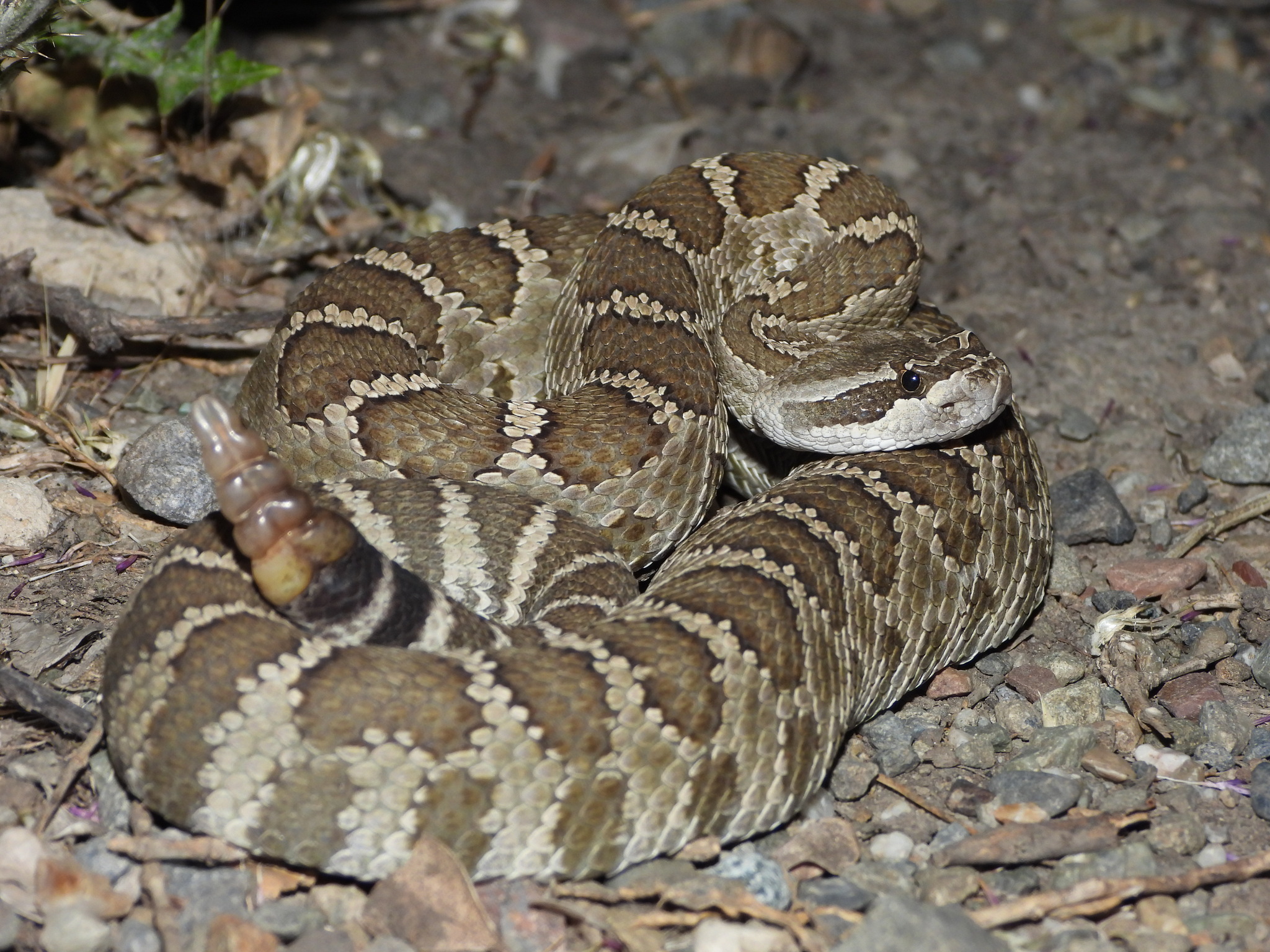 <p><br>Alethinophidia, Colubroidea, Viperidae, Crotalinae<br>Crotalus oreganus<br>Western Rattlesnake</p>
