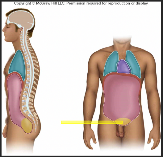 <p>identify the body cavity</p>