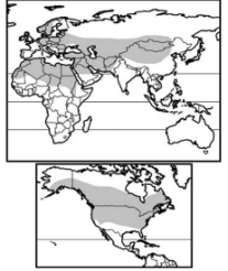 <p>Infraclass Eutheria</p><p>Order: Rodentia</p><p>Suborder Myomorpha</p><p>Family Zapodidae</p><p></p><p><strong>omnivorous</strong></p>