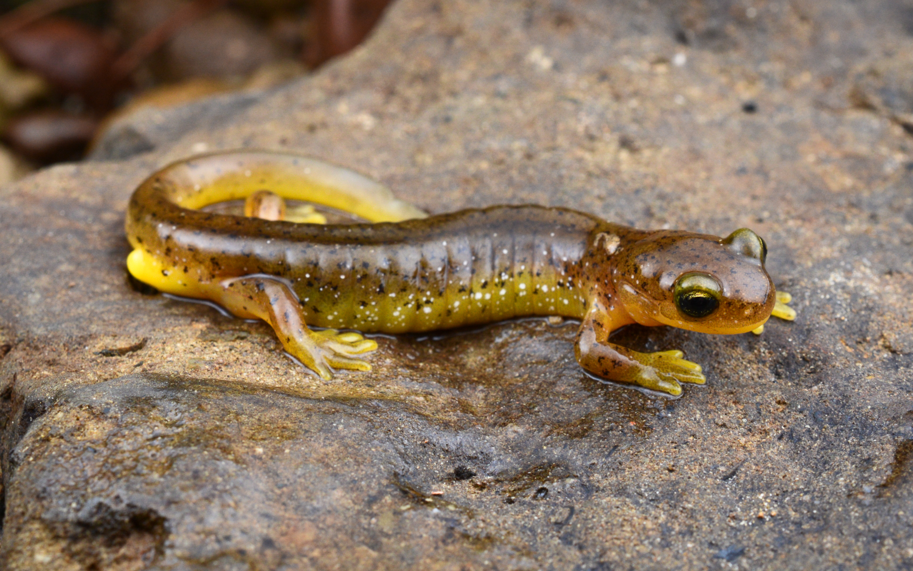 <p>Rhyacotritonidae</p><p></p>