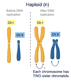 <p>2 copies remain attached and each og stick is a chromatid (same whether haploid or diploid)</p>