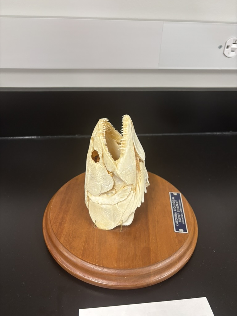 <p>What is this (phylum, subphylum, superclass, class, common name)?</p>