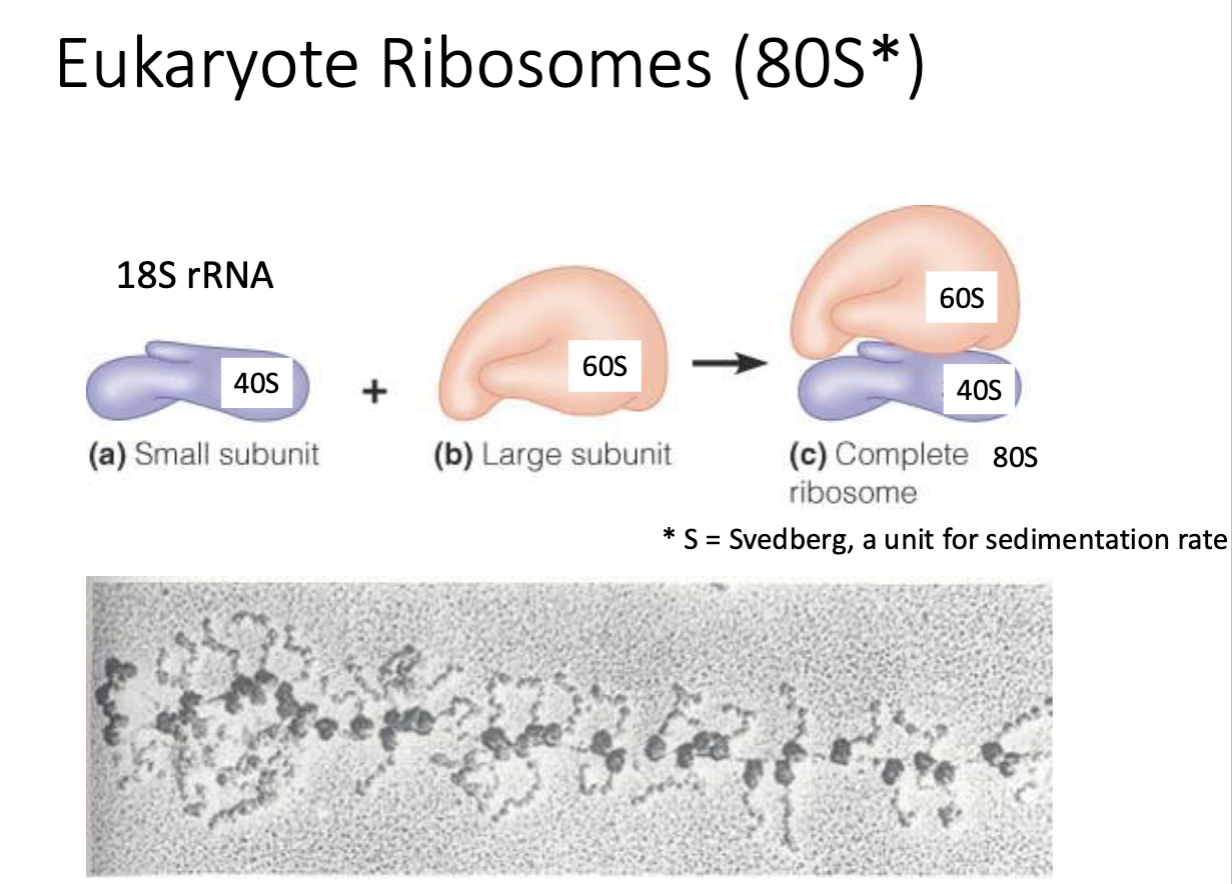 <p>80S (40S + 60S subunits)</p><p>(small subunit + large subunit) </p><p>* subunits are not additive </p><p></p>