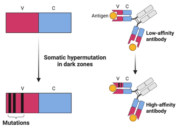 <p>results in new clones whose Ig binds the antigen more tightly, resulting in antibodies more likely to promote effector functions</p>