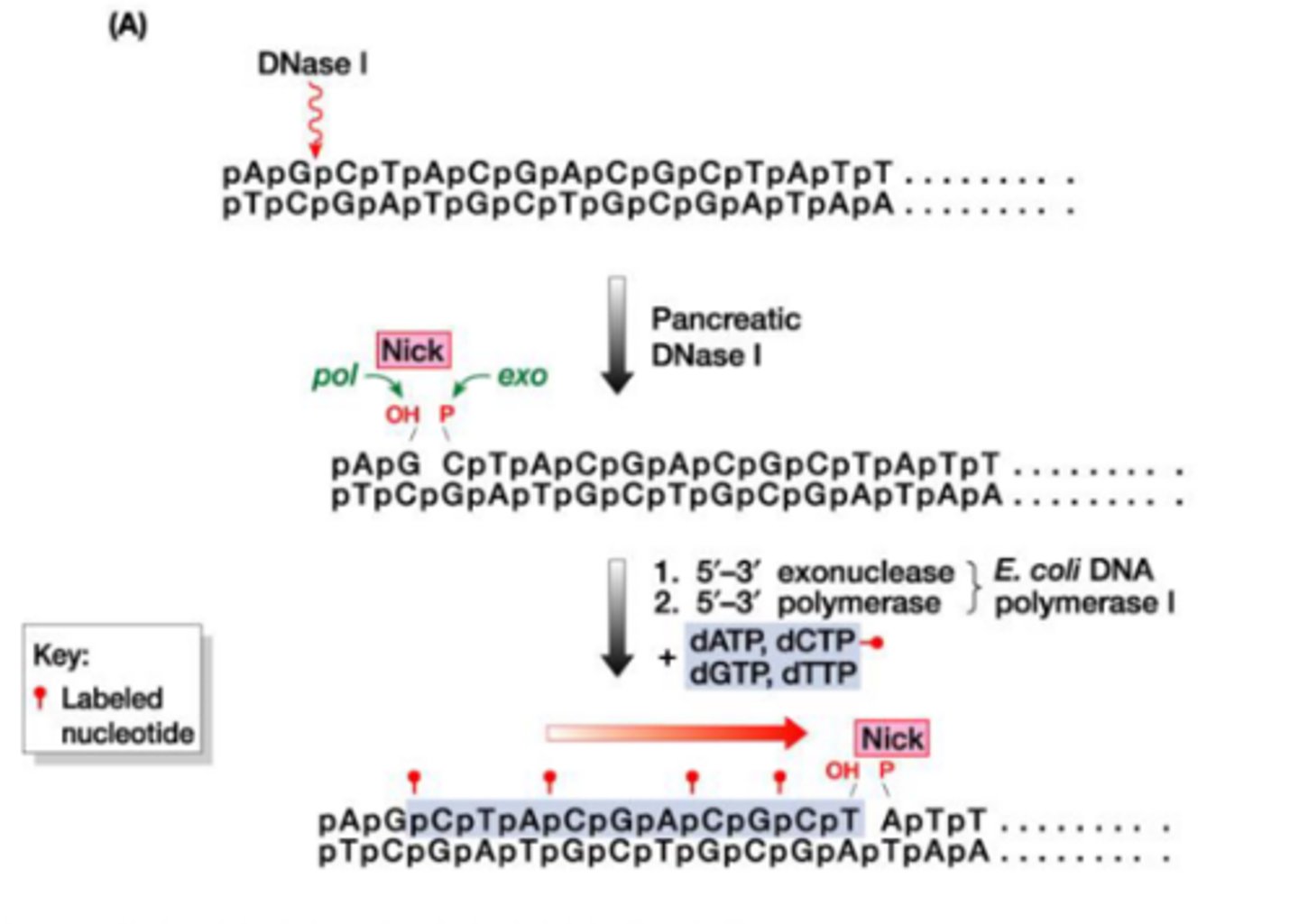<p>DNAse I's exonuclease/ polymerase domains create a nick, removing nucleotides and adding new ones that are labeled/ complementary to that strand. this fragment is the probe of interest</p>