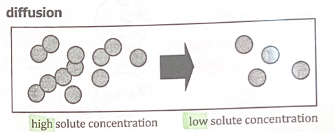 <ul><li><p>No semi-permeable membrane</p></li><li><p>Movement of any particle</p></li><li><p>High to low solute concentration</p></li></ul><p></p>