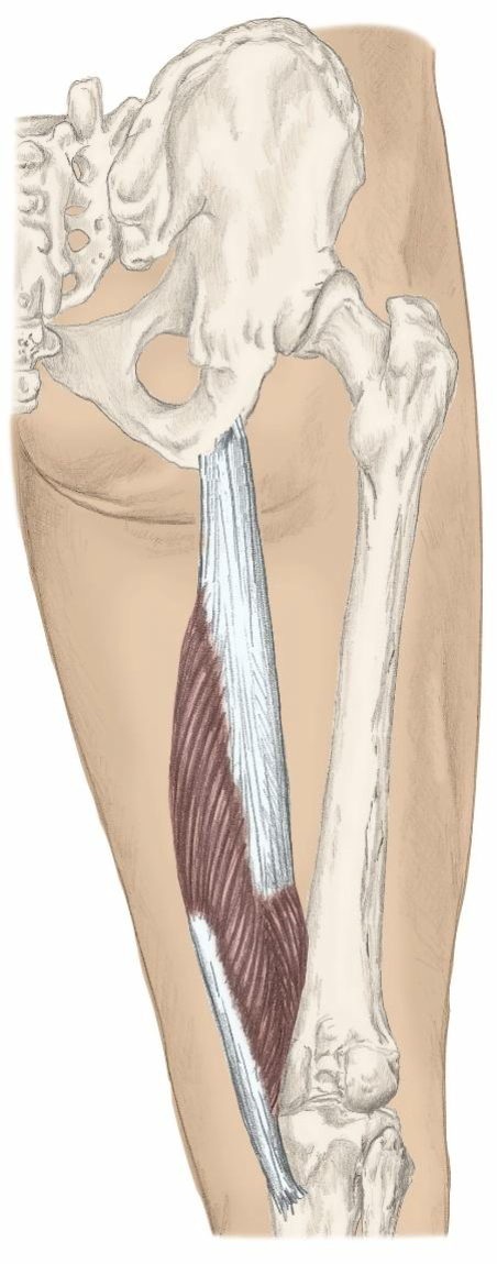 <p>Action: Flex the knee, medially rotate the flexed knee, extend the hip, tilt the pelvis posteriorly</p><p>Origin: ischial tuberosity</p><p>Insertion: posterior aspect of medial condyle of tibia</p>