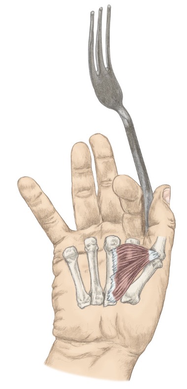 <p><span>adductor pollicis</span></p><p style="text-align: left;"><span>flexor pollicis brevis</span></p><p style="text-align: left;"><span>flexor pollicis longus</span></p>