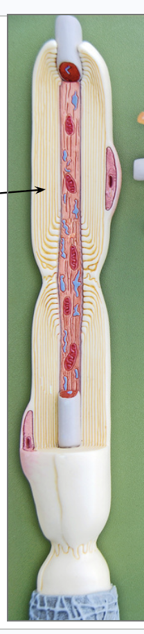<p>What is this ?</p>