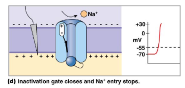<p>Voltage gated Na+ channels have 3 states and 2 gates</p>