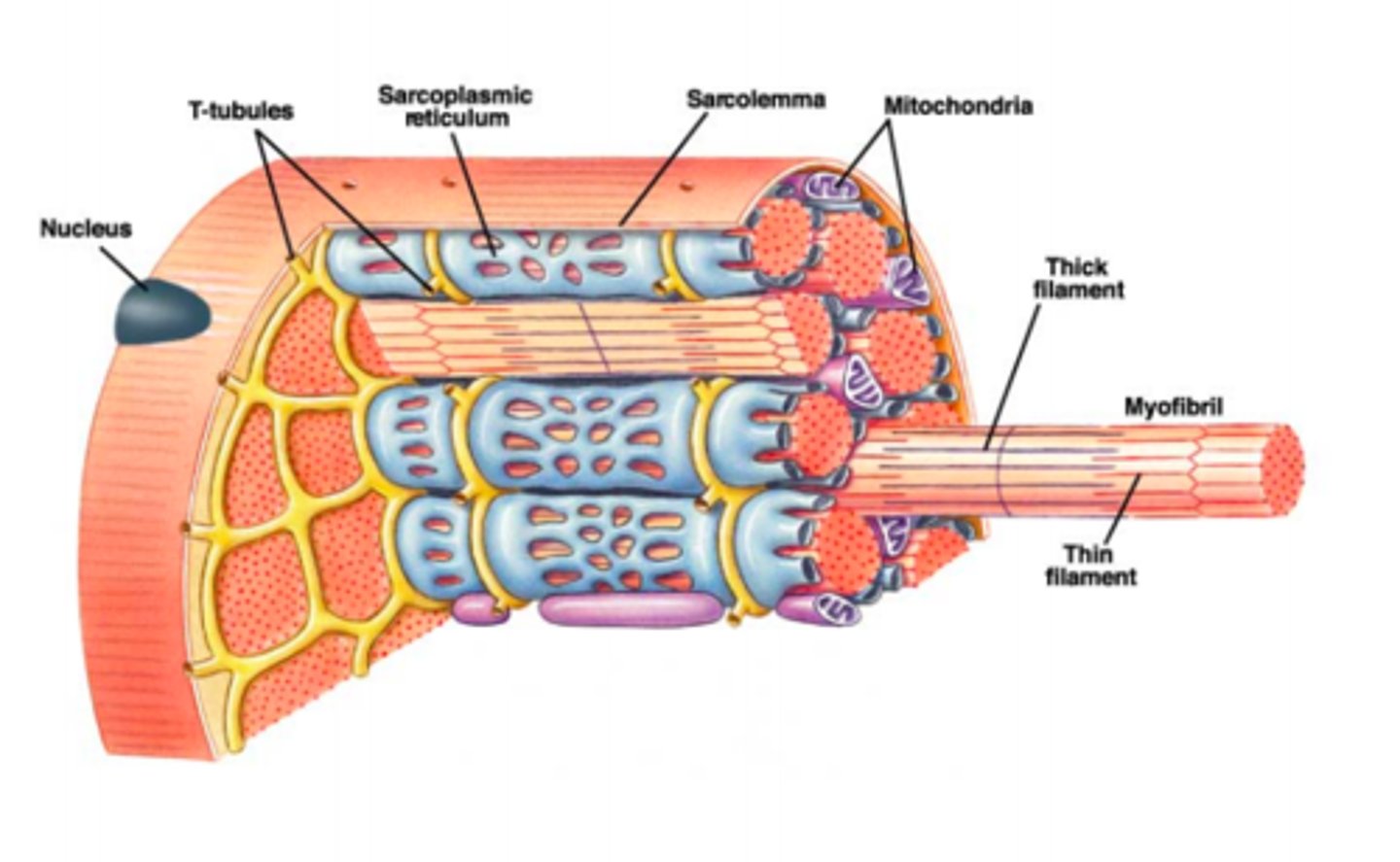 <p>Cytoplasm of a muscle fiber.</p>