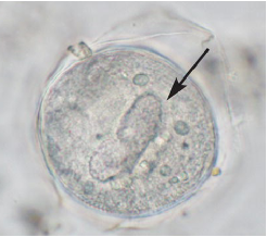 <p><span>mammals</span></p>