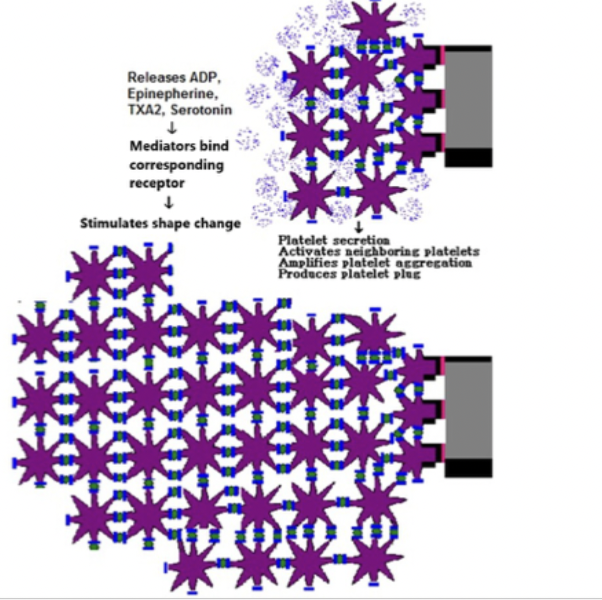 <p>release of intracellular mediators that amplify aggregation</p>