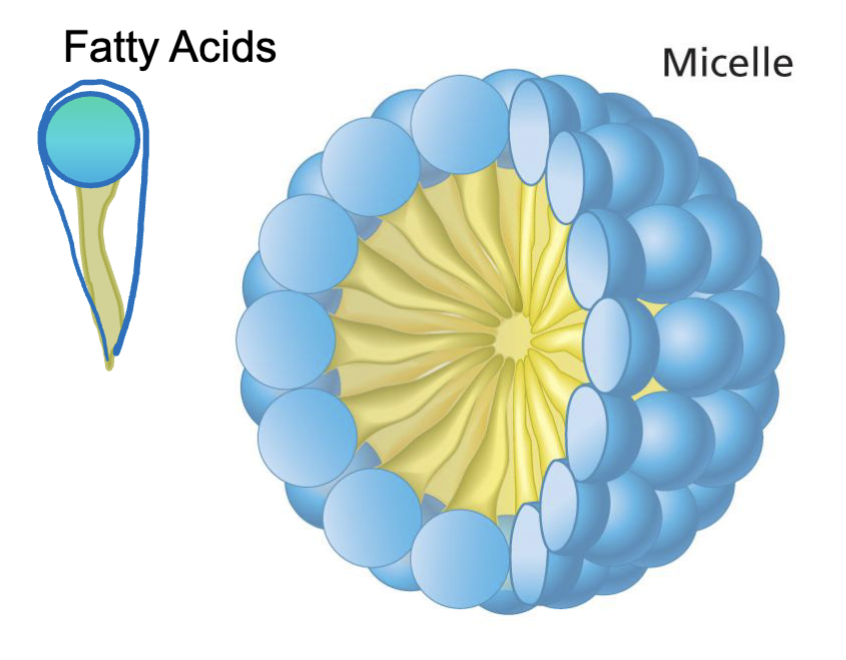 <p>A ball-like structure formed from the aggregation of amphipathic fatty acids in water</p>