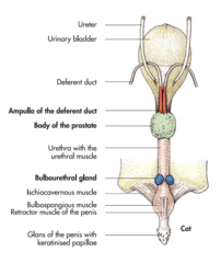 <p>1. ampulla</p><p>2. body of the prostate</p><p>3. bulbourethral gland</p>