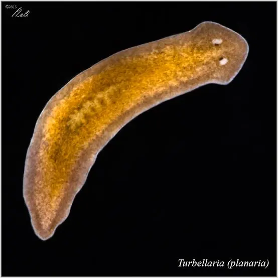 <p>General features of Class Turbellaria</p>