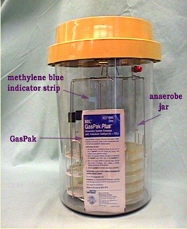 <p>In regards to the Anaerobic jar, what happens to the strip of methylene blue when oxygen is reduced within the jar?</p>
