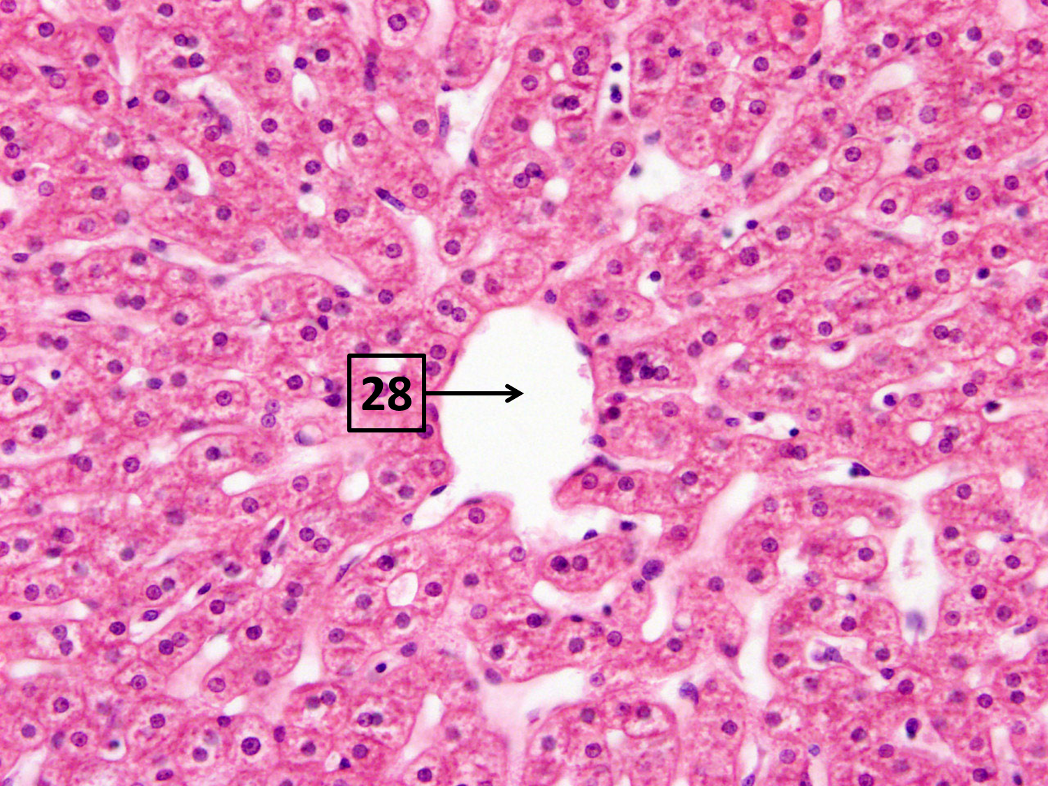 <p>Name and function </p>