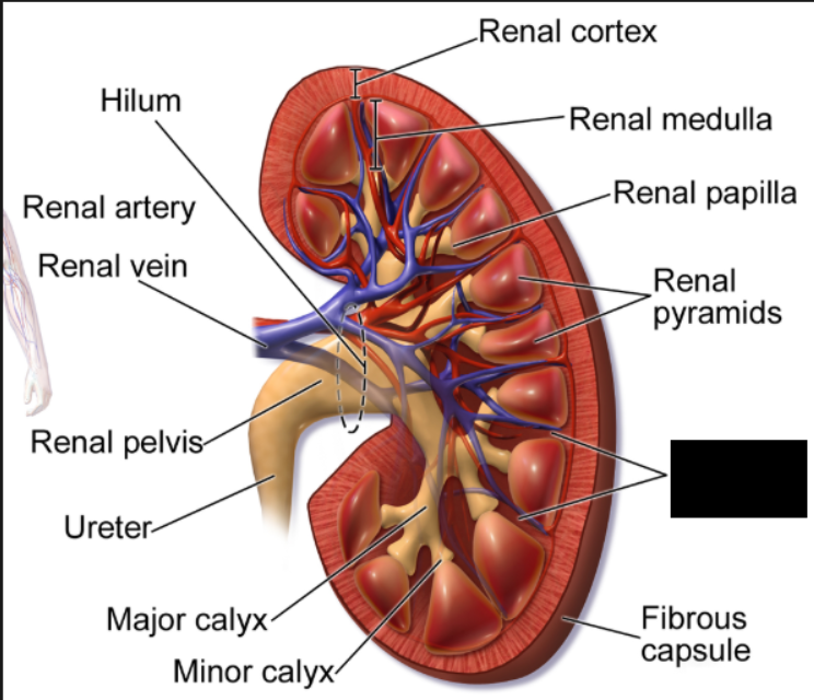 <p>inward extensions of the renal cortex that project down between the renal pyramids. They provide structural support, anchor the cortex, and act as pathways for the renal blood vessels, nerves, and urinary tubes.</p>