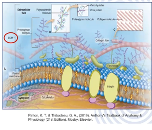 <p>Cells dispersed in a matrix with large amounts of extracellular material</p><p>The matrix has a ground substance crisscrossed by protein fibres, usually is a fluid but may be mineralised and solid as in bones</p><p></p>
