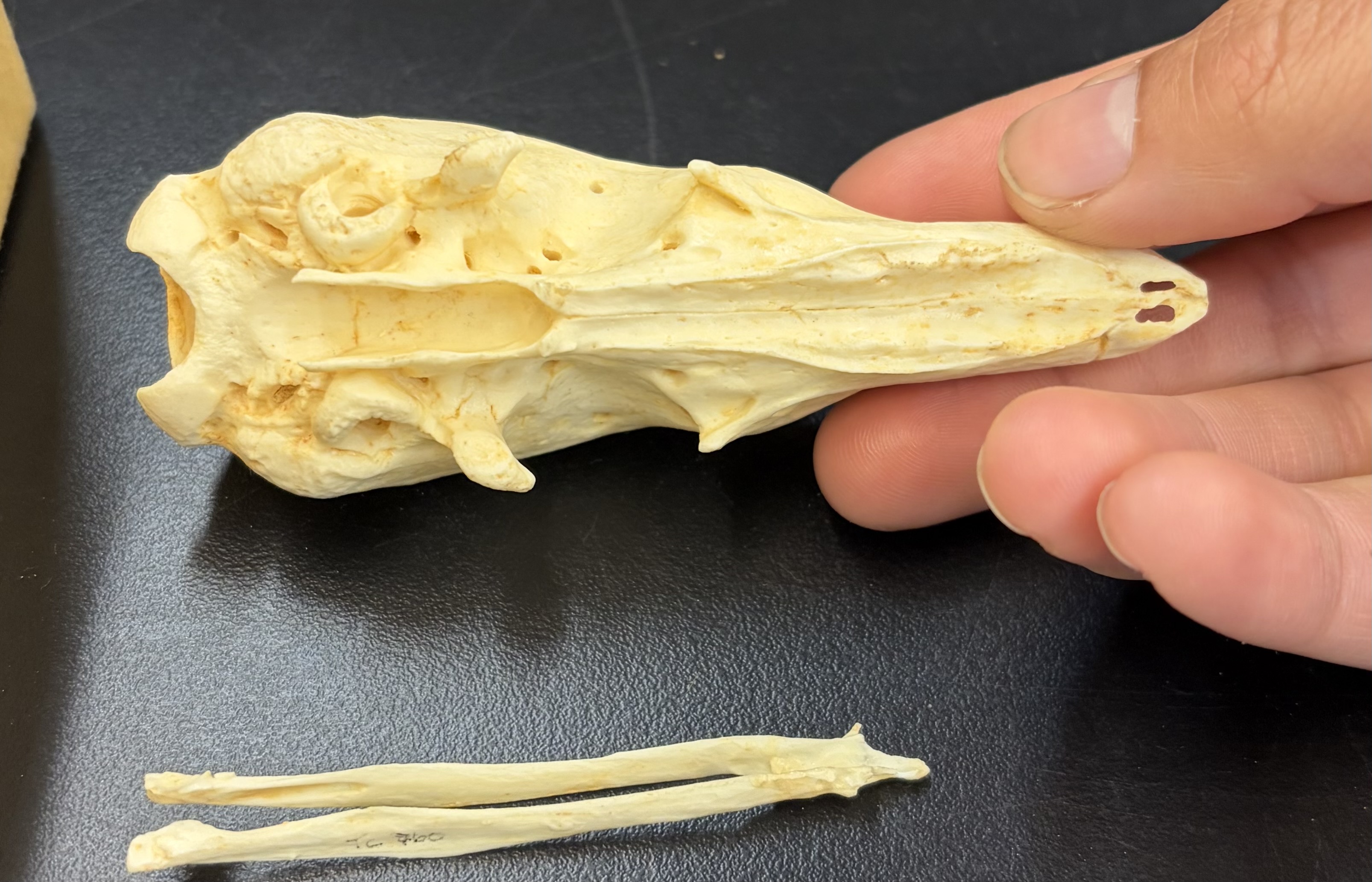 <ul><li><p>Pholidota</p><ul><li><p>Manidae</p><ul><li><p>Tropical regions of Africa and Asia</p></li><li><p>Insectivore/ants</p></li></ul></li></ul></li></ul><p></p>