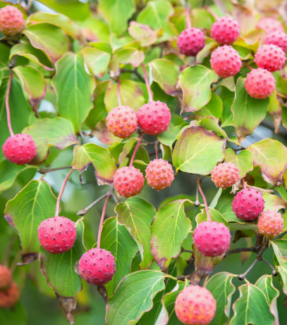 <p>What tree is this?</p>