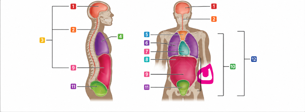 The large cavity below the diaphragm that includes both the abdominal cavity and pelvic cavity