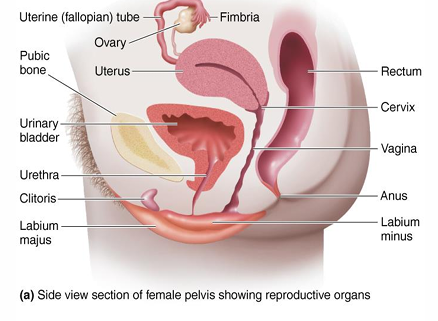 <ul><li><p>Two ovaries</p></li><li><p>Two uterine (fallopian) tubes</p></li><li><p>The uterus, including the cervix</p></li><li><p>The vagina</p></li><li><p>External genitals (vulva)</p></li></ul><p></p>