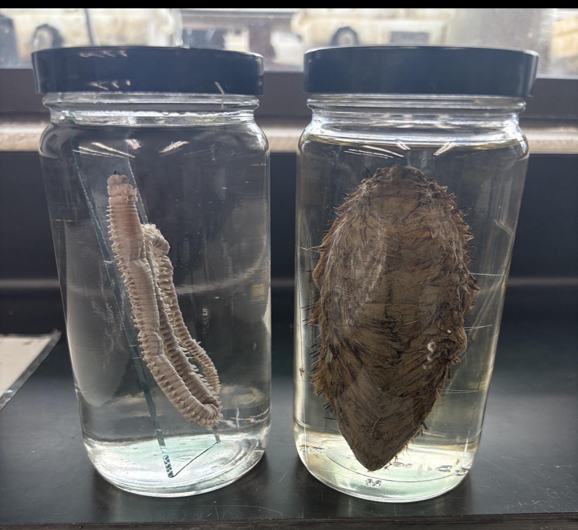 <p>Name the phylum and class</p>