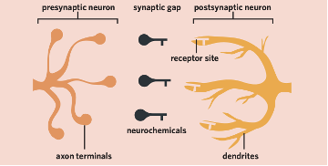 <p><span>Neurochemicals have a distinct molecular structure that corresponds to a specific receptor site.&nbsp; Meaning neurochemicals (key) can only bind to the corresponding receptor site (lock) that matches its specific molecular structure. </span></p>