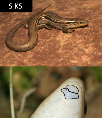 <p>Eastern 2/3 but not SE</p><p>Two postmental scales</p><p>Stripe from eye to tail or hind legs</p>