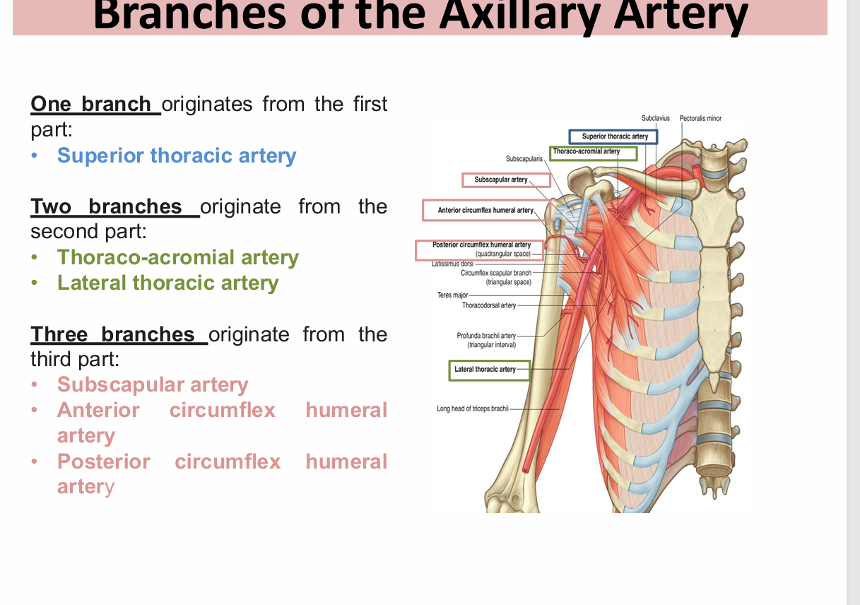 <ol><li><p><span>What is Erb-Duchenne palsy, and what deformity does it produce?</span></p></li><li><p><span>A newborn has an arm hanging by the side, medially rotated, with a pronated forearm</span></p></li><li><p><span>What is Klumpke palsy, and what deformity does it produce?</span></p></li><li><p><span>What happens to the axillary vein at the 1st rib, and what is clinically important about its relationship to the axillary artery and brachial plexus?</span></p></li><li><p><span>Which two nerves are particularly at risk during axillary lymph node dissection, and what happens if each is injured?</span></p></li><li><p><span>these vessels form collateral circulation around the scapula/shoulder.</span></p></li></ol><p></p>