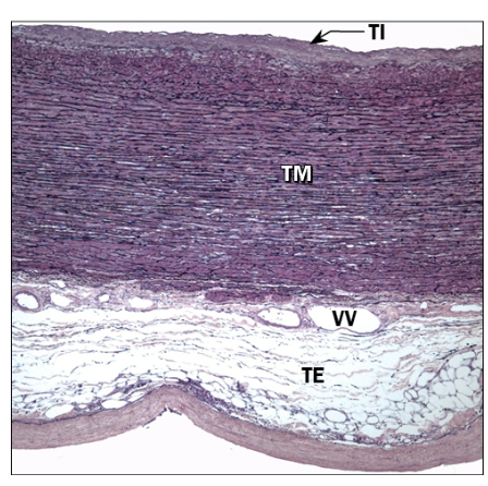 <p>What is the function of elastic arteries?</p>