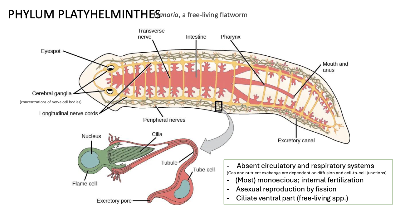 <p>PLATYHELMINTHES (Flatworms) Anatomy</p>