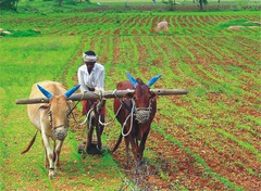 <p>Removal of woodland and hedgerows</p><p>Monoculture e.g. replace natural meadows with one type of crop</p><p>Use of pesticides</p><p>- kill pest and non-pest species, reducing species of insects</p><p>Use of herbicides: reduce species of plants, lowering species of insects, so fewer food sources for other species</p>