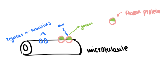 <ul><li><p>using a fluorescent fusion protein ( EGFP : alpha tubulin )</p></li></ul><p></p>