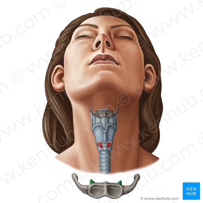 <p>The smaller horn-like projection of the hyoid bone.</p>
