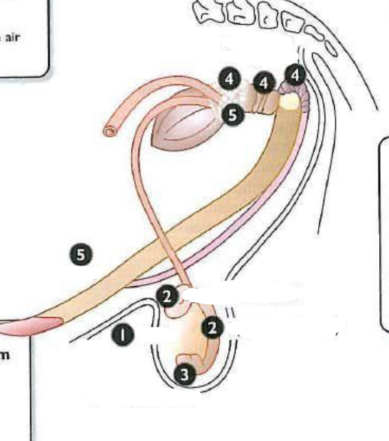<p>Identify the structure and function</p>