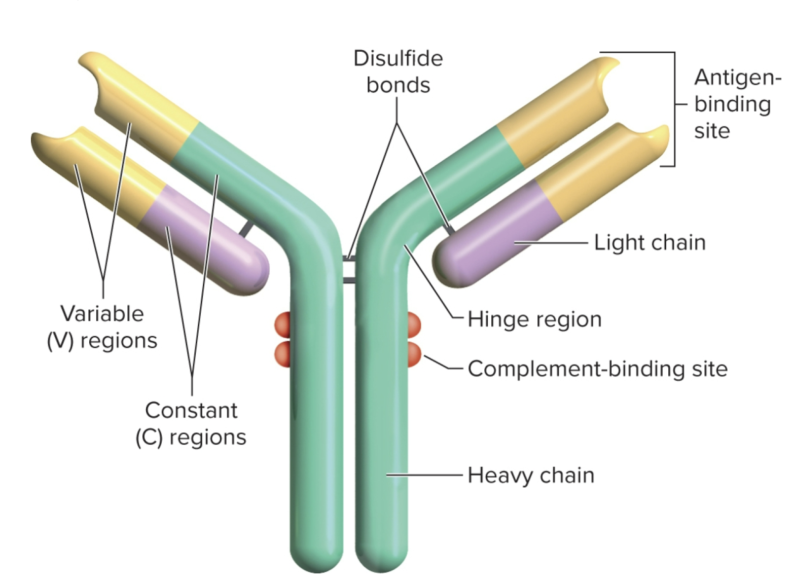 <p>Antigen (immunogen) receptors</p>