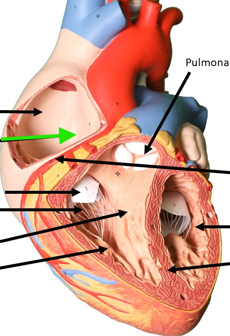 <p>on interatrial septum</p>