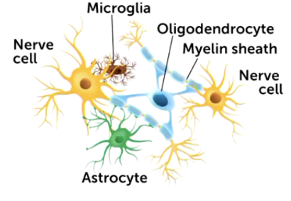 <ul><li><p><span style="background-color: transparent; font-family: "Times New Roman", serif;">Found in cns, main role is myelination. One oli can myelinate several axons</span></p></li></ul><p></p>