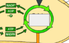 <p>photosynthesis cycle: name the step </p>