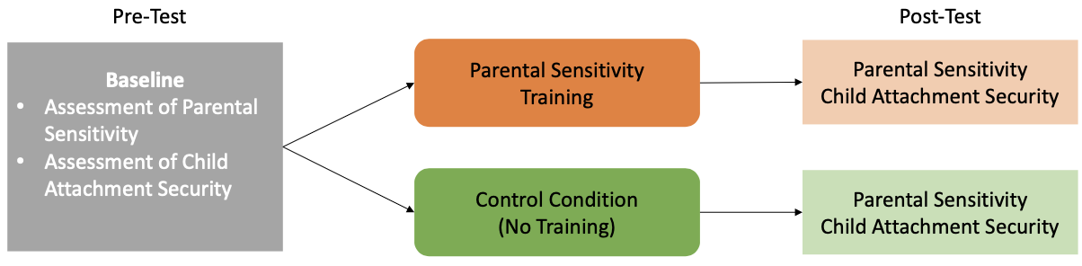 <p>in first two years of life, experiences with caregiver lead you to develop a model/view of a caregiver</p><ul><li><p>meta-analysis (K = 70, N = 9957)</p></li><li><p>random allocation to two different conditions </p><ul><li><p>intervention - parental sensitivity training </p></li></ul></li><li><p>51 RCTs (N=6,282): Intervention improved sensitivity (d = 0.33)</p></li><li><p>23 RCTs (N=1255): Intervention improved attachment security (d = 0.20)</p></li><li><p>both small effect sizes </p></li><li><p>causal evidence between the two</p><ul><li><p>randomisation rules out potential contaminants </p></li></ul></li><li><p>a lot of studies haven’t had many long-term follow ups </p><ul><li><p>does the intervention last? </p></li></ul></li></ul><p></p>