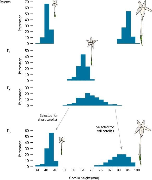 <p><span>The experimental work of Edward East in 1916, shown in the accompanying figure, confirmed that ________.</span></p>